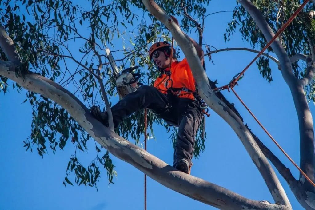 Commercial tree trimming Queanbeyan