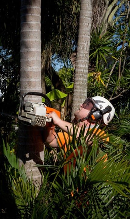 Tree Trimming Queanbeyan Expert Tree Services 8 Palm tree pruning Queanbeyan