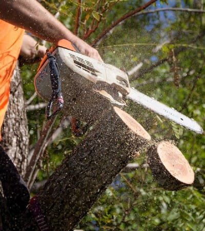 Tree Trimming Queanbeyan Expert Tree Services 1 Pruning service Queanbeyan