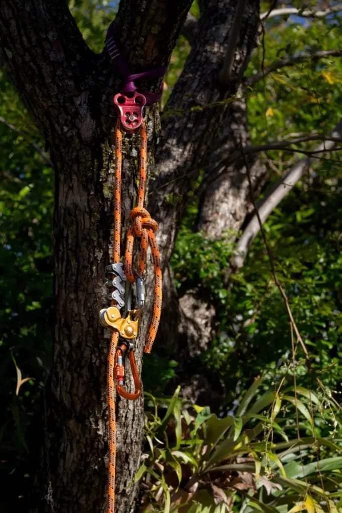 Tree Care Queanbeyan Expert Tree Services 7 Tree Health assessment Queanbeyan