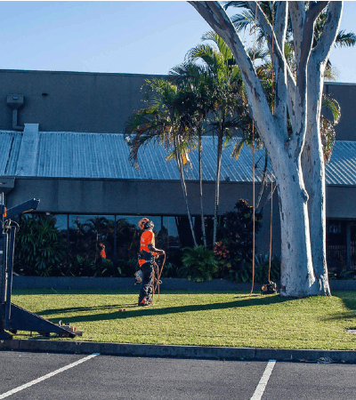 Queanbeyan Queanbeyan Expert Tree Services 1 Tree care Queanbeyan