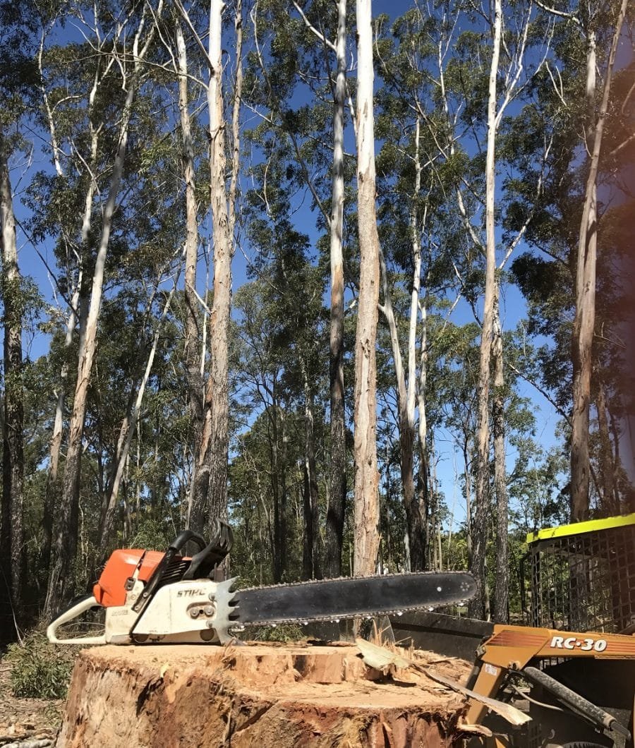 Tree Removal Queanbeyan Expert Tree Services 2 Tree felling Queanbeyan NSW