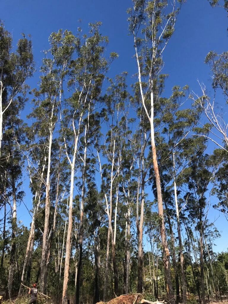 Tree Removal Queanbeyan Expert Tree Services 8 Tree maintenance Queanbeyan