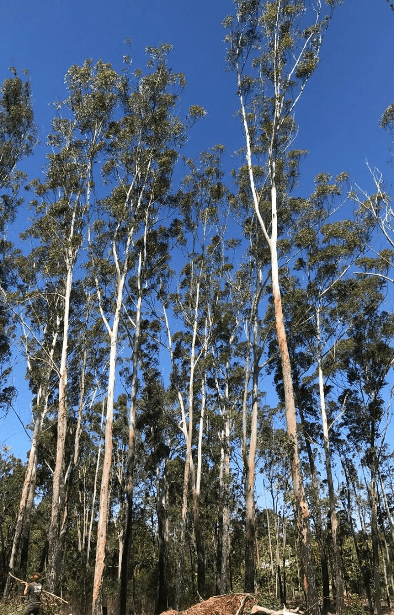 Tree Care Queanbeyan Expert Tree Services 6 Tree maintenance Queanbeyan