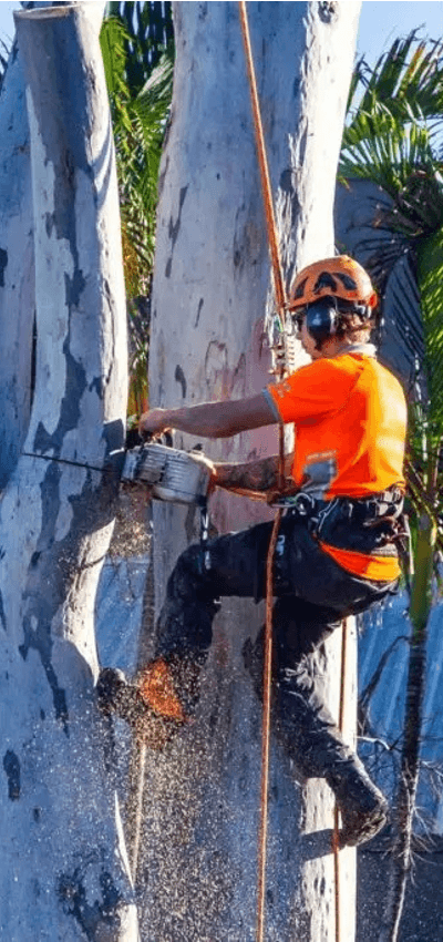 Queanbeyan Queanbeyan Expert Tree Services 7 Tree surgeon Queanbeyan