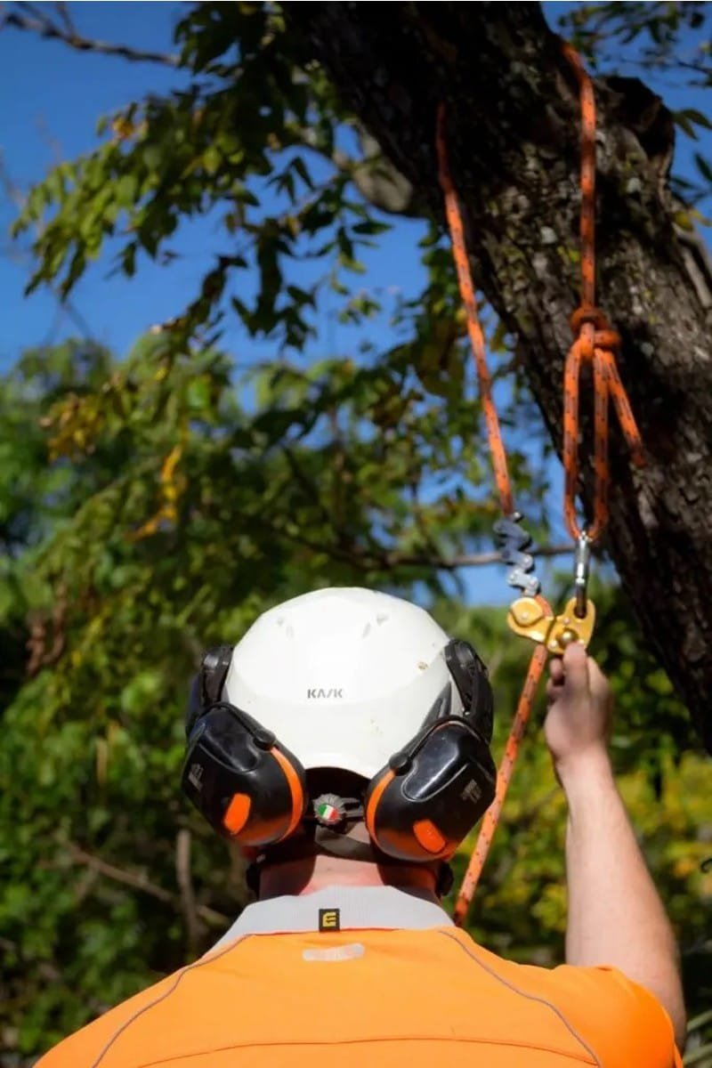 Tree Trimming Queanbeyan Expert Tree Services 2 Tree thinning Queanbeyan