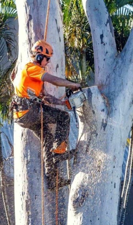 Tree Trimming Queanbeyan Expert Tree Services 9 Trees pruned Queanbeyan
