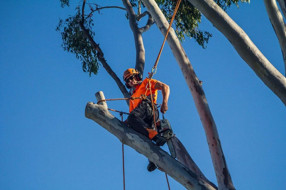 Tree services Queanbeyan