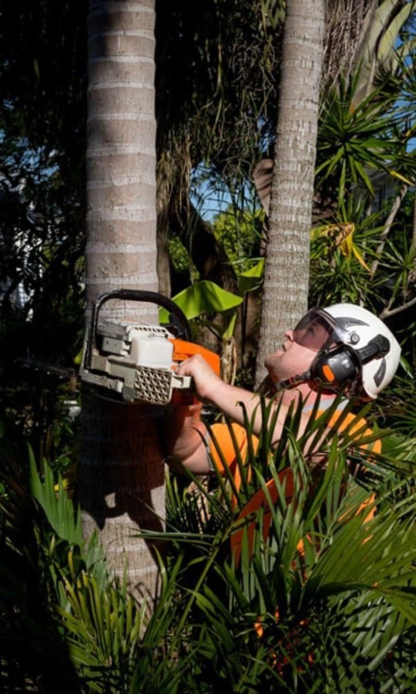 Arborist services Queanbeyan Arborist services Queanbeyan