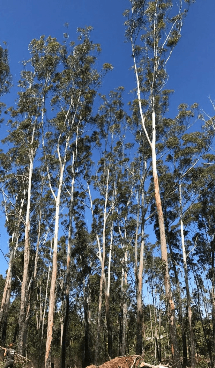 Tree maintenance Queanbeyan Tree maintenance Queanbeyan