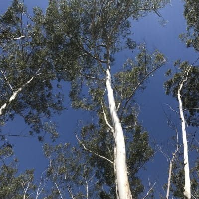 Tree preservation Queanbeyan Tree preservation Queanbeyan